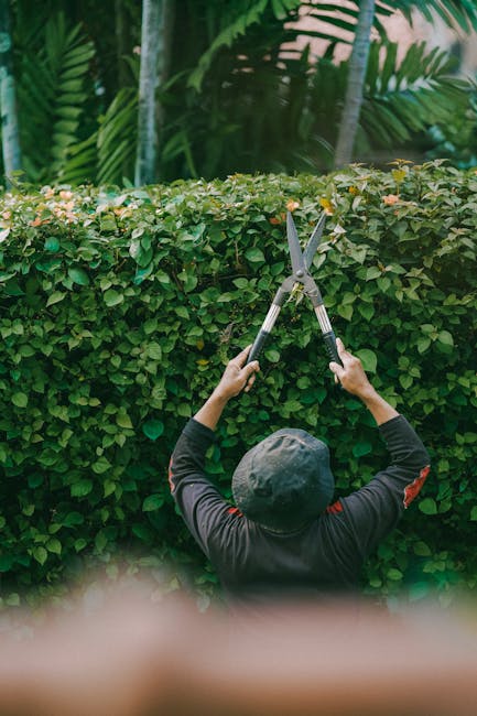 A person wearing a dark long-sleeved shirt and a bucket hat is trimming a dense, neatly shaped hedge with a pair of large, sharp hedge shears outdoors. The hedge features small, glossy green leaves an