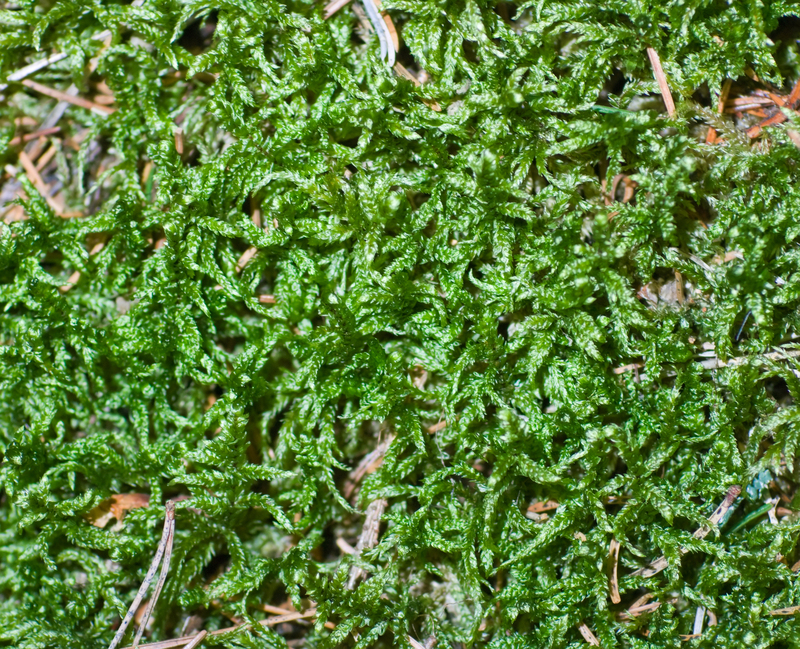 Garden yard